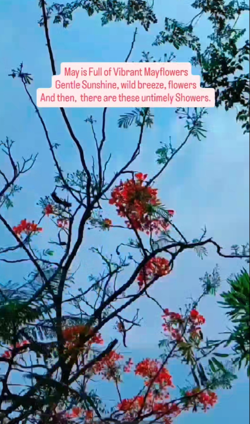 May's Mayflowers